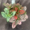 Polka Dot Plant (Hypoestes) Live Rooted Plant - Red & Pink Foliage, 3" Pot, Indoor - Image 1