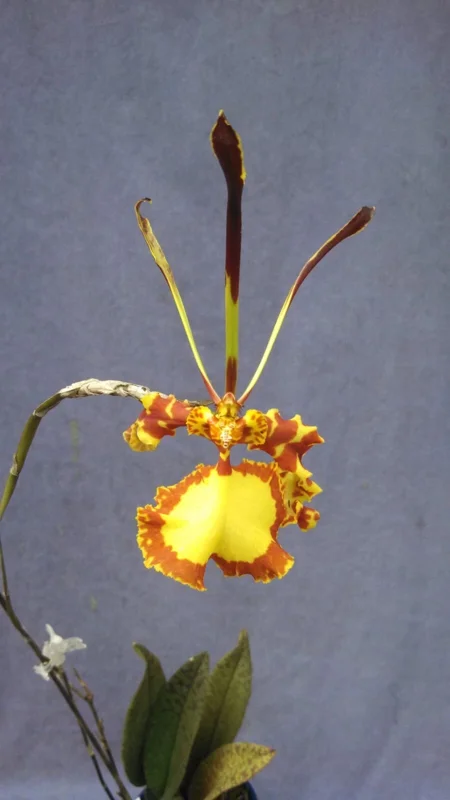 Psychopsis Mendenhall 'Hildos' FCC/AOS Orchid Live Plant 2.5 inch Pot Indoor - Image 1