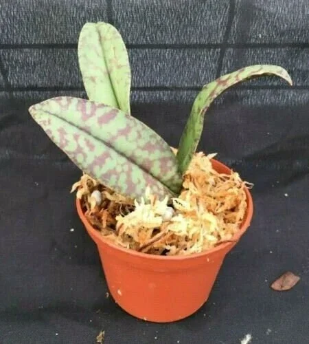 Psychopsis Mendenhall 'Hildos' FCC/AOS Orchid Live Plant 2.5 inch Pot Indoor - Image 2