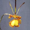 Psychopsis Mendenhall 'Hildos' FCC/AOS Orchid Live Plant - 2.5 inch Pot - Image 1