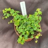 String of Frogs Ficus pumila Quercifolia Live Plant - 3 inch Pot, Indoor/Outdoor - Image 1