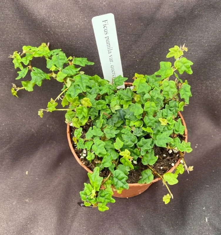 String of Frogs Ficus Pumila Quercifolia Live Plant - 3 inch Pot, Indoor Houseplant - Image 1