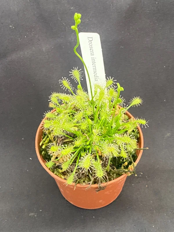 Sundew Drosera intermedia Live Carnivorous Plant - Rooted 2.5 inch Pot - Image 1