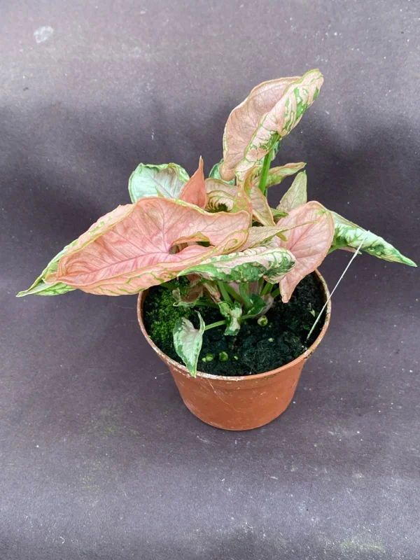 Syngonium Pink Chameleon Live Plant – 3 inch Potted Houseplant – Indoor - Image 2