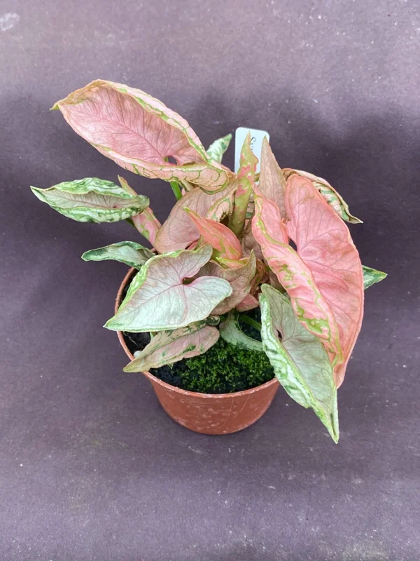 Syngonium Pink Chameleon Live Plant – 3 inch Potted Houseplant – Indoor - Image 1