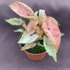 Syngonium Pink Chameleon Live Plant - Syngonium Rolli - Rooted Houseplant in 3 inch Pot - Image 1
