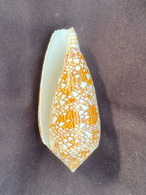 Textile Cone Seashell - Conus Textile - Beautiful Patterned Natural Shell - Collectible Decor - Image 2
