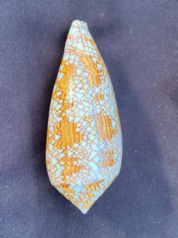 Textile Cone Seashell - Conus Textile - Beautiful Patterned Natural Shell - Collectible Decor - Image 1