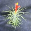 Tillandsia funkiana Air Plant – Funky Tillandsia Live Plant – Unique Indoor Decor - Image 1