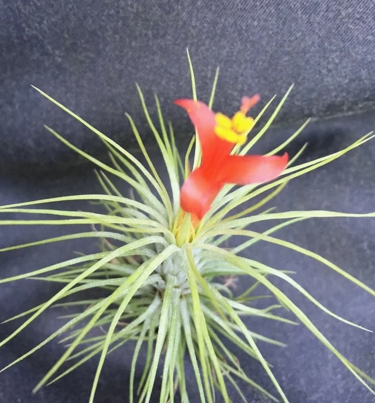 Tillandsia funkiana Live Air Plant – Funky Red & Green Houseplant - Image 2