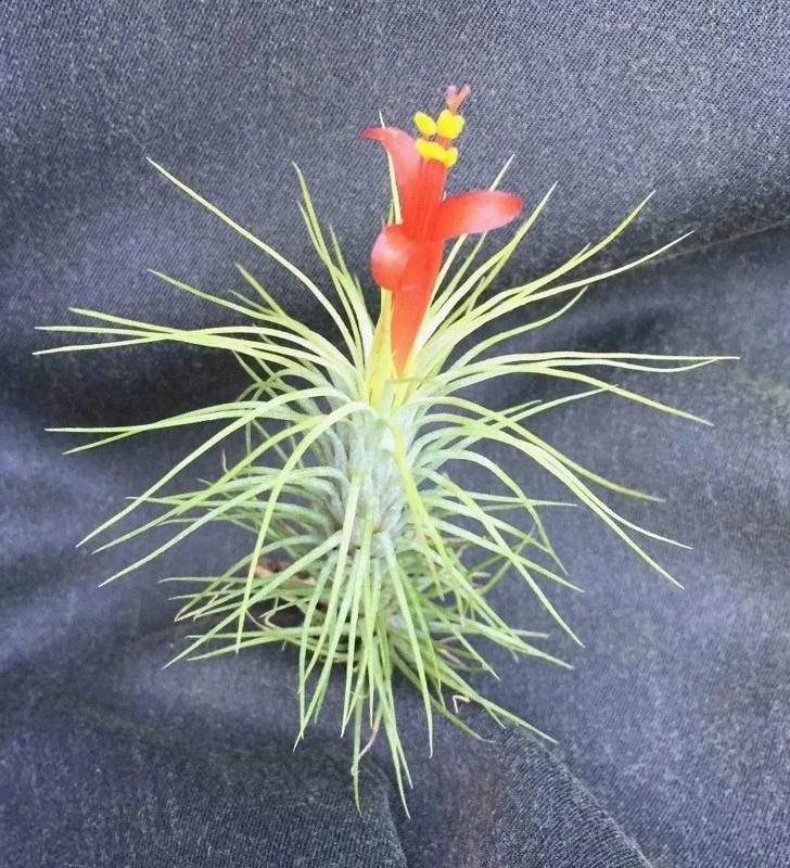Tillandsia funkiana Live Air Plant - The Funky Air Plant for Indoor Decor - Image 1