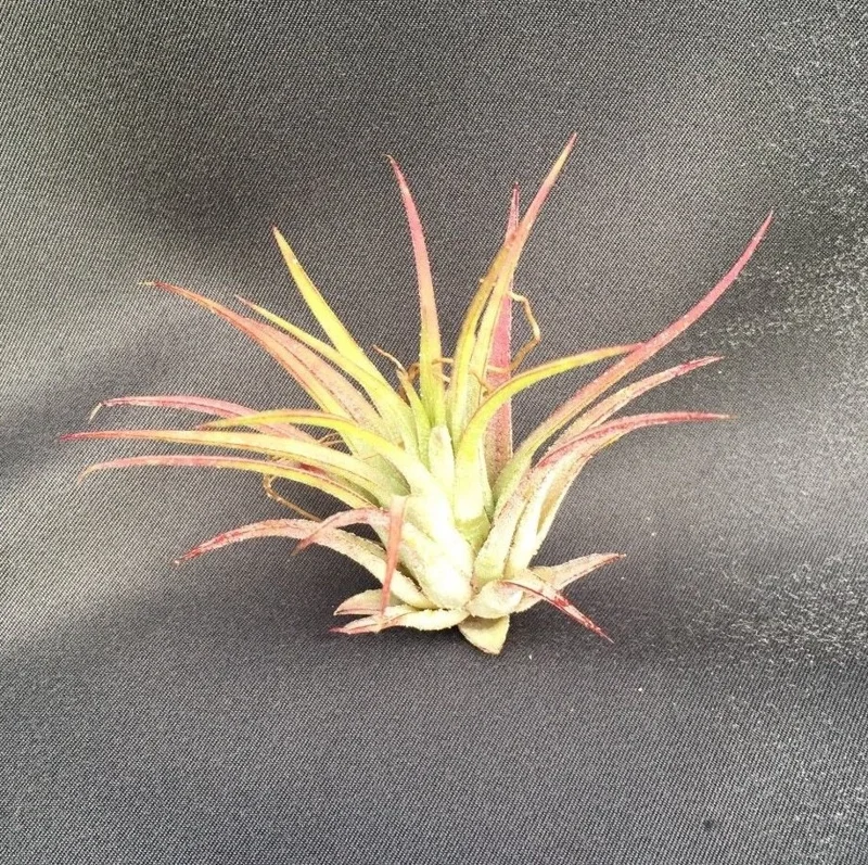 Tillandsia Ionantha Air Plant - Blushing Bride Bromeliad Live Plant - Image 2