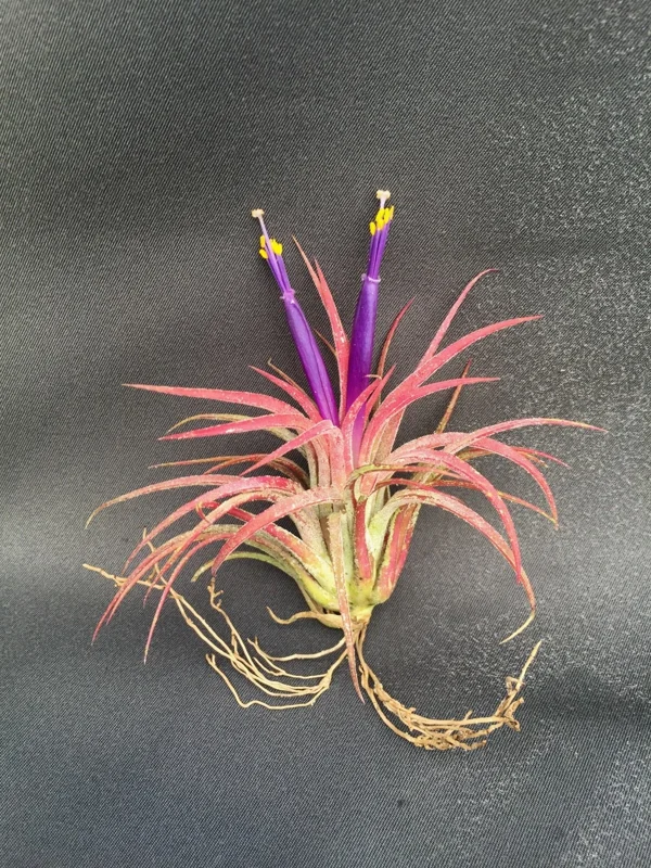 Tillandsia Ionantha Air Plant - Blushing Bride Bromeliad Live Plant - Image 1