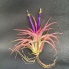 Tillandsia Ionantha Blushing Bride Air Plant - Live Indoor Plant - Image 1