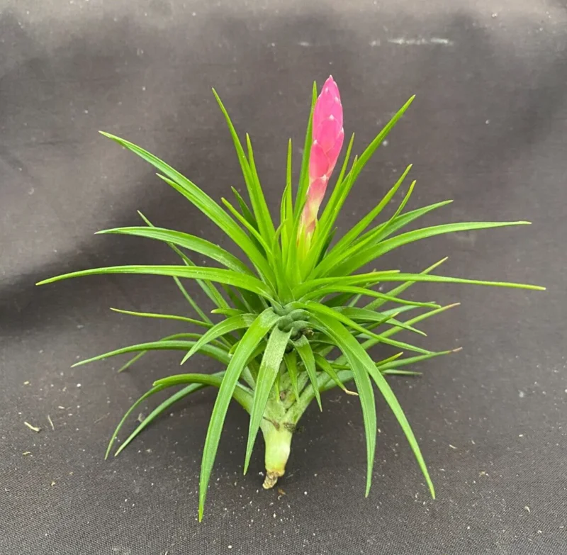 Tillandsia Tenuifolia 'Emerald Forest' Live Air Plant - Easy Care Bromeliad - Image 1
