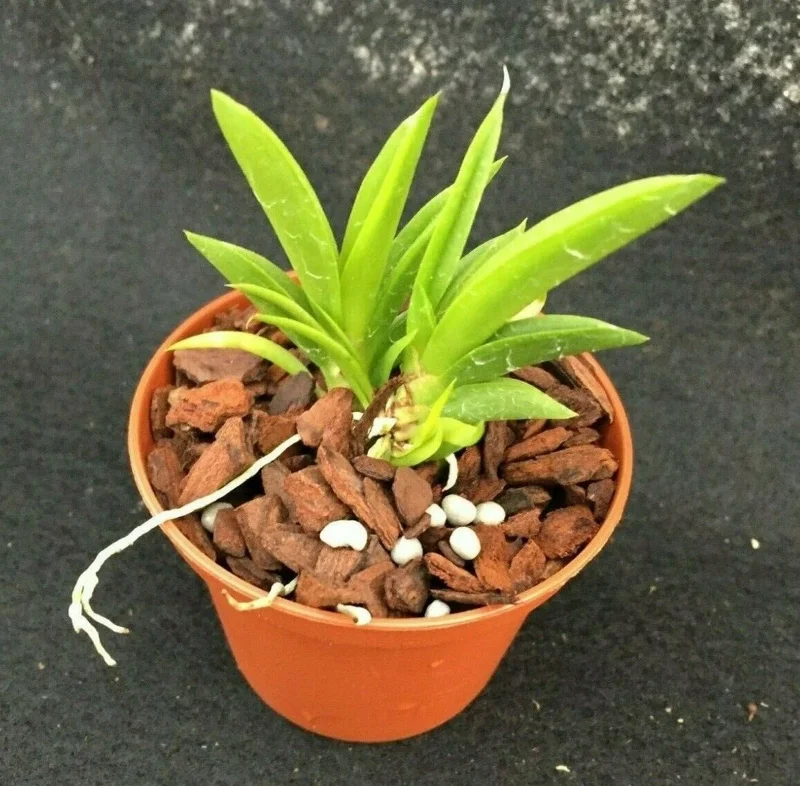 Tolumnia Popoki 'Mitzi' Miniature Orchid Live Plant – 2.5 inch Pot - Image 2