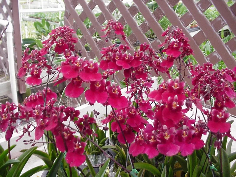 Tolumnia Popoki 'Mitzi' Miniature Orchid Live Plant – 2.5 inch Pot - Image 1