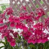 Tolumnia Popoki 'Mitzi' Miniature Orchid Live Plant - 2.5 inch Pot - Image 1