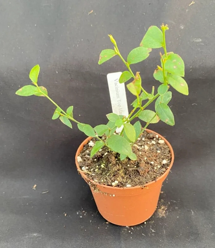 Top Hat Dwarf Blueberry Live Plant - Fruit Bearing Bush - Rooted in 3" Pot - Image 2