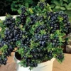 Top Hat Dwarf Blueberry Live Plant - Fruit Bearing Bush - Rooted in 3" Pot - Image 1