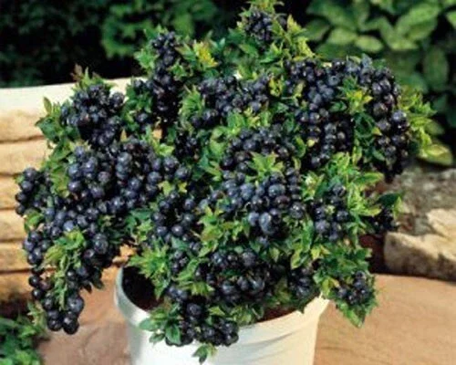 Top Hat Dwarf Blueberry Live Plant - Fruit Bearing, Rooted in 3" Pot - Image 1