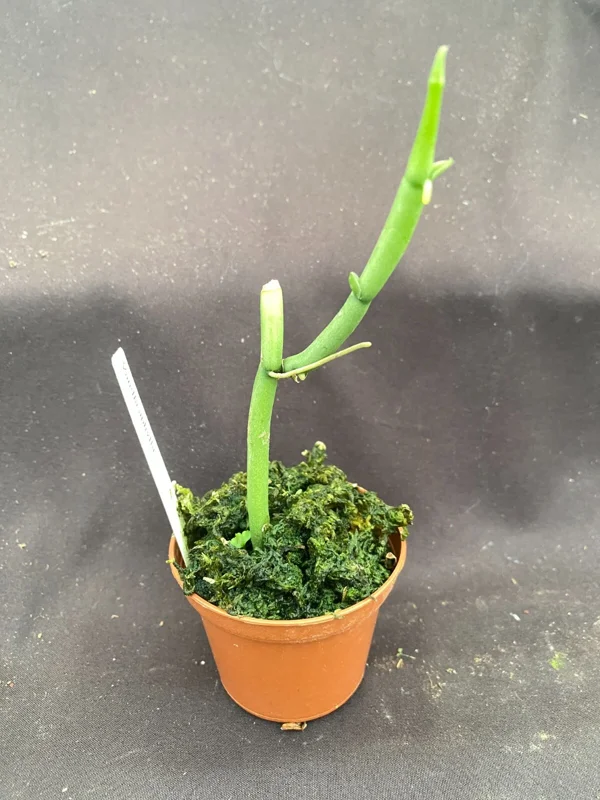 Vanilla aphylla. Rare Leafless Vanilla Orchid. Shipped in 2.5" Pot. - Image 2