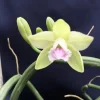 Vanilla aphylla. Rare Leafless Vanilla Orchid. Shipped in 2.5" Pot. - Image 1