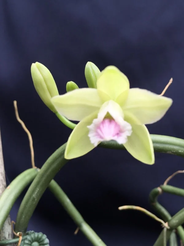 Vanilla aphylla. Rare Leafless Vanilla Orchid. Shipped in 2.5" Pot. - Image 1