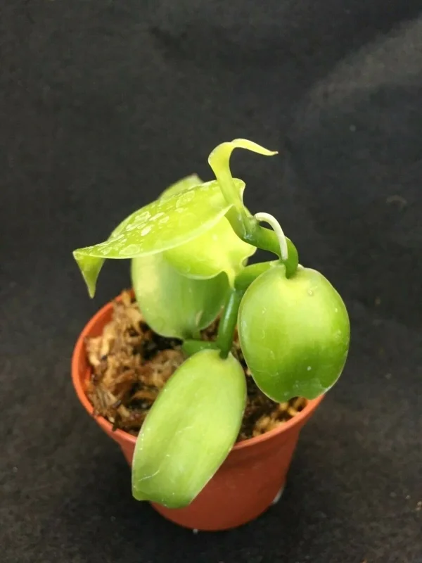 Vanilla Bean Orchid Live Plant - Vanilla planifolia - Potted 2.5" Pot - Image 2