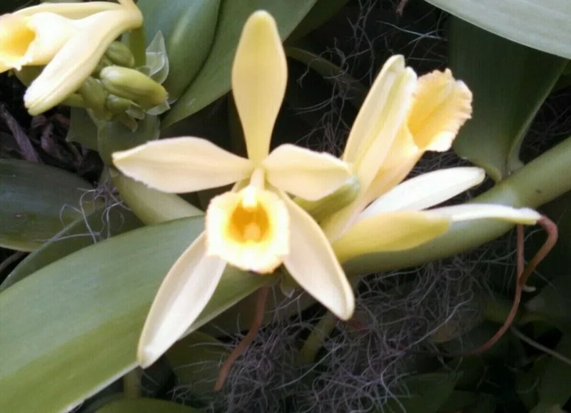 Vanilla Planifolia Live Plant - Vanilla Bean Orchid - Potted 2.5 inch - Image 1