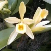 Vanilla Planifolia Orchid Live Plant - Grow Vanilla Beans - 2.5" Pot - Image 1
