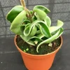 Variegated Hoya Compacta Live Plant - Rooted Houseplant in 2.5 inch Pot - Image 1