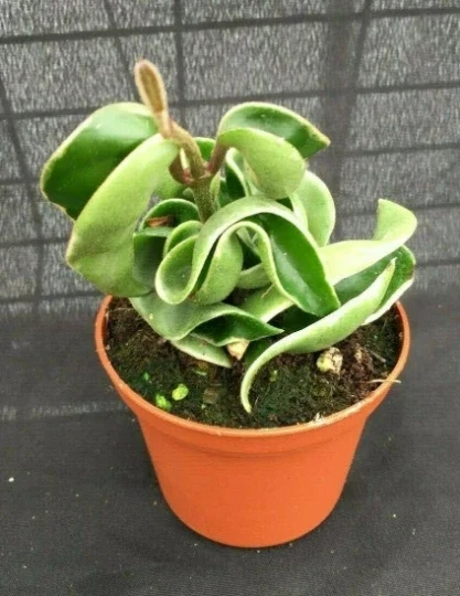 Variegated Hoya Compacta Live Plant - Rooted Houseplant in 2.5 inch Pot - Image 1