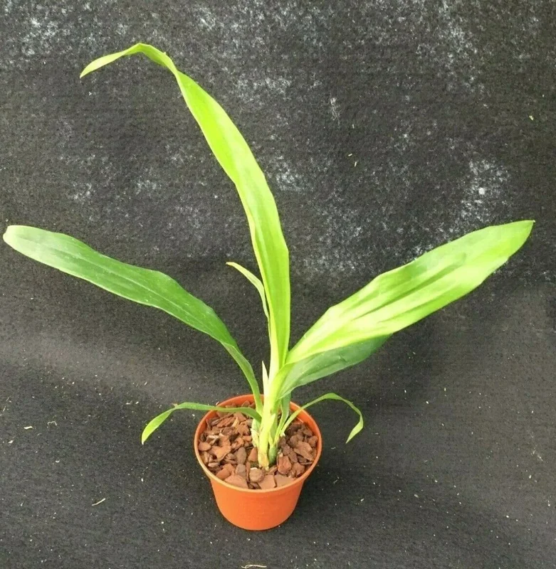 Zygonisia Cynosure 'Blue Birds' Orchid Live Plant – 2.5 inch Pot - Image 2