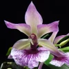Zygonisia Cynosure 'Blue Birds' Orchid Live Plant – 2.5 inch Pot - Image 1