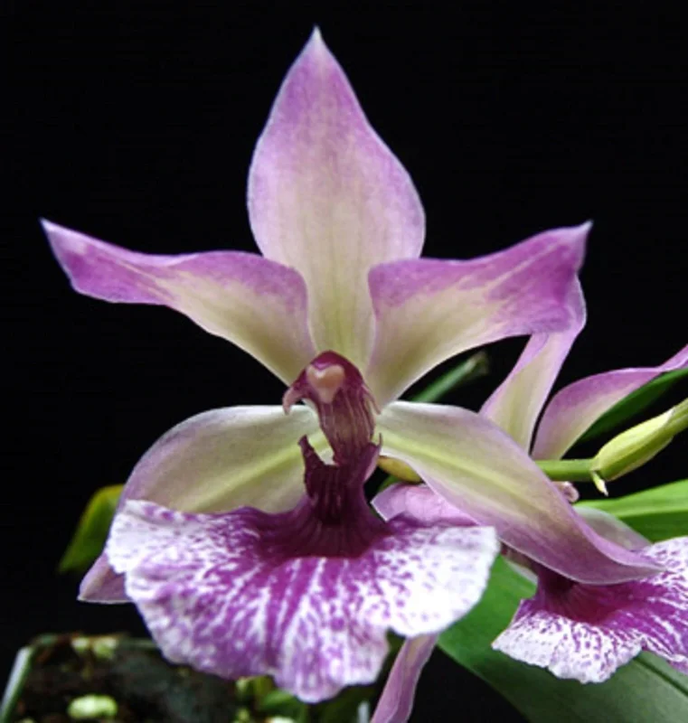 Zygonisia Cynosure 'Blue Birds' Orchid Live Plant – 2.5 inch Pot - Image 1